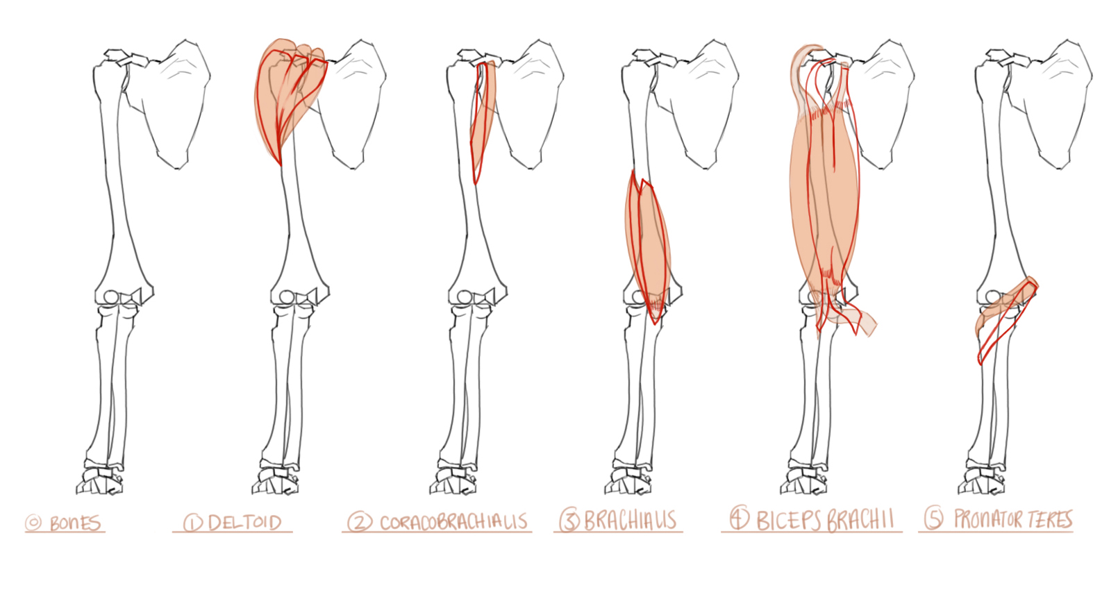 Proko Anatomy