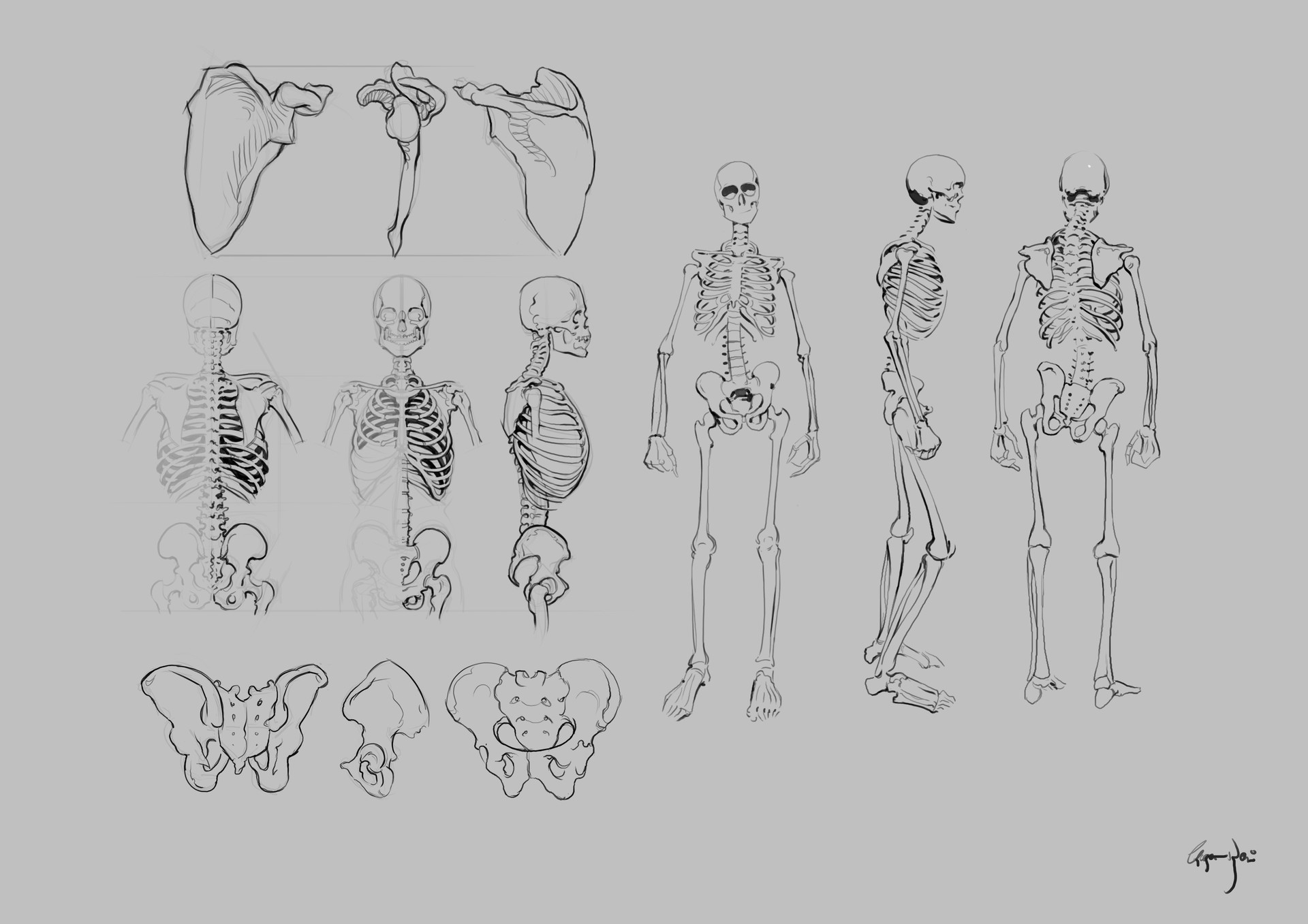 Анатомия скелета для рисования